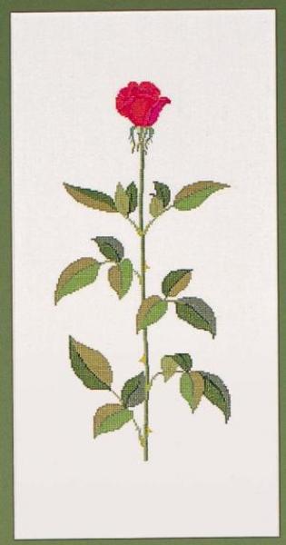 Baccara Rose 50 x 25cm