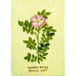 Wilde Rose 20 x 30cm